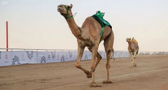 منافسات وإثارة بمهرجان ولي العهد للهجن مع انطلاق الأشواط التنشيطية الثانية