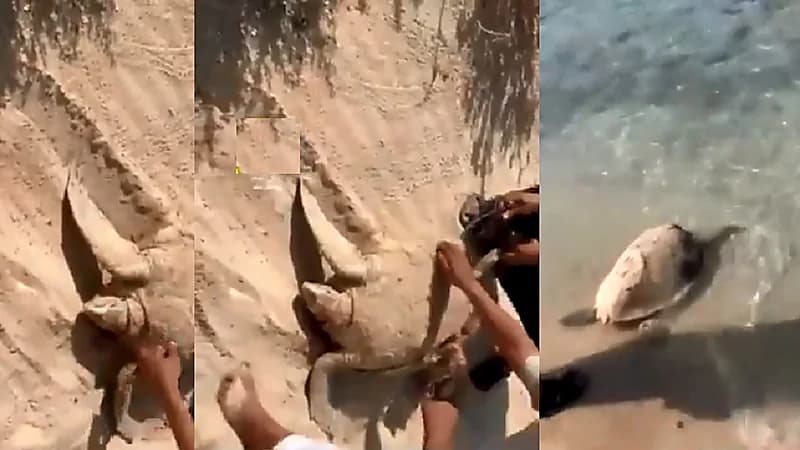 بالفيديو.. سيدة فلسطينية تقاوم الاحتلال الصهيوني بالقرآن