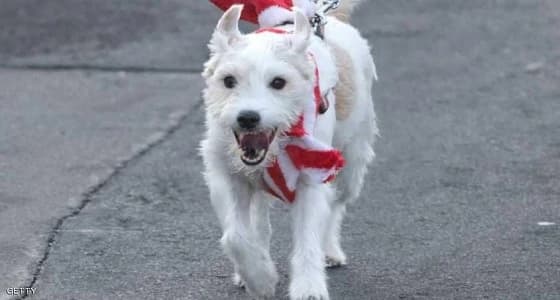 كلبة تحمل بطاقة عضوية للحزب الديمقراطي بألمانيا