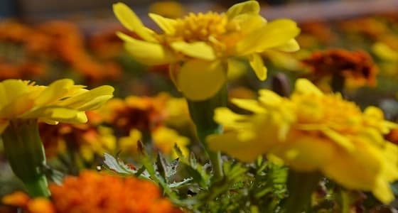 ٢٥٠ الف وردة تزّين طرقات وميادين مدينة عرعر