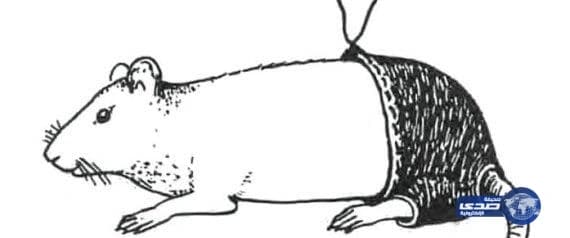 "سراويل للفئران"احدث اختراع لعالم مصرى حصل على جائزة نوبل