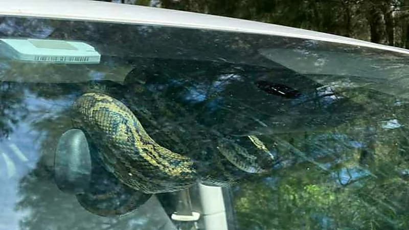 عائلة تكتشف وجود ثعبان ضخم في سياراتها