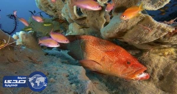 بالفيديو.. معركة شرسة بين سمكة جمبري وأخرى تحت الماء