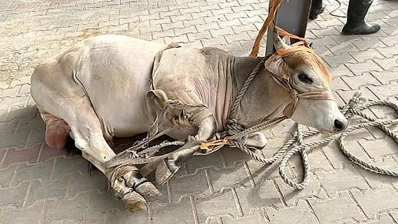 "ثور" يقتحم جامعة في الكويت