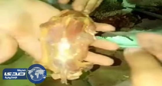 بالفيديو.. شباب يصطادون «قنافذ» لأكلها