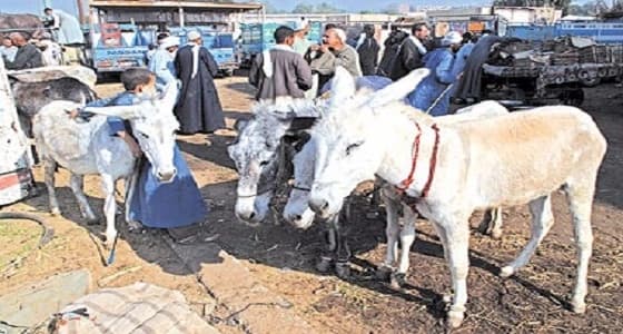 وزارة الزراعة المصرية تحذر من انقراض الحمير بعد انتشار الذبح العشوائي