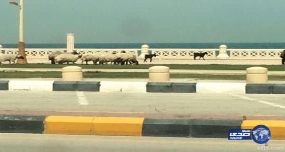 وفاة أسطورة المصارعة الحرة " ريزر رامون"