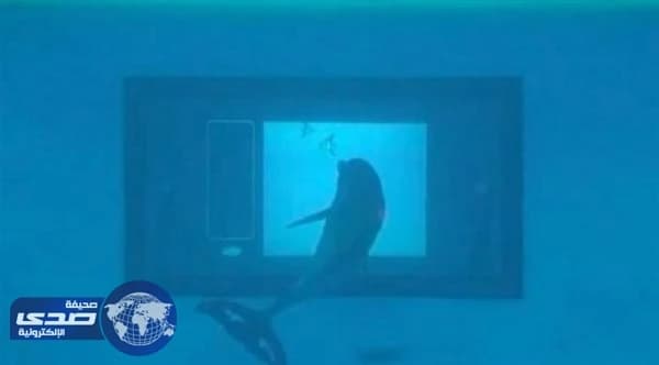 بالفيديو..تصميم شاشة تعمل باللمس تحت الماء لدراسة سلوك الدلافين
