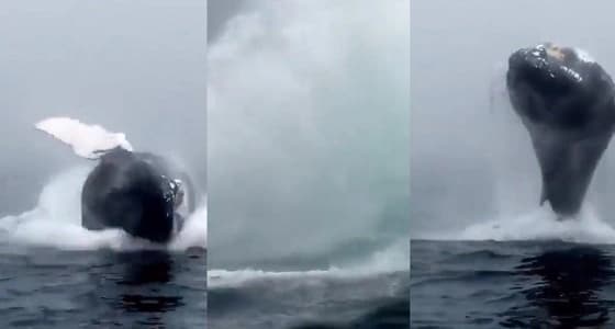 بالفيديو.. حوت يذهل الجميع بطيرانه في الهواء
