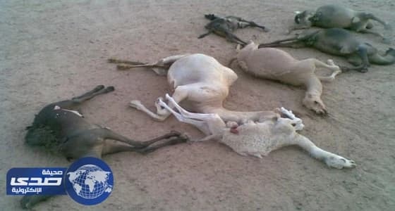 بالفيديو.. " مربي المواشي " يكشف السبب الحقيقي لنفوق الإبل بالخفجي وحفر الباطن