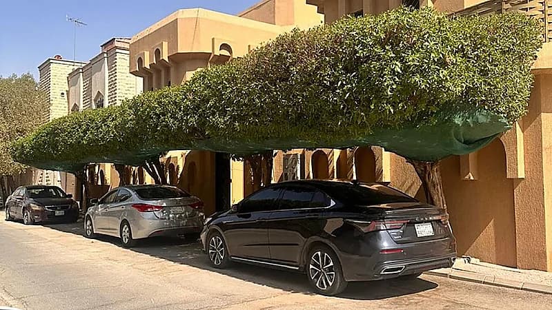 الحقيل: زراعة الشجر زينة وظلّ وحياة