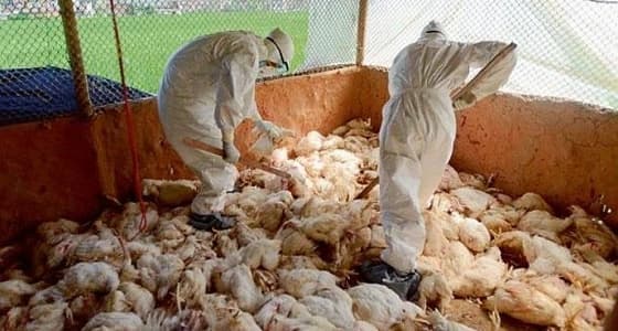 إنفلونزا الطيور تضرب شمال إيران