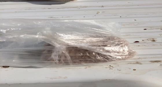 إغلاق مطاعم بسبب المخالفات الصحية في السيح