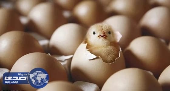 منع استيراد الطيور الحية من لوكسمبورج