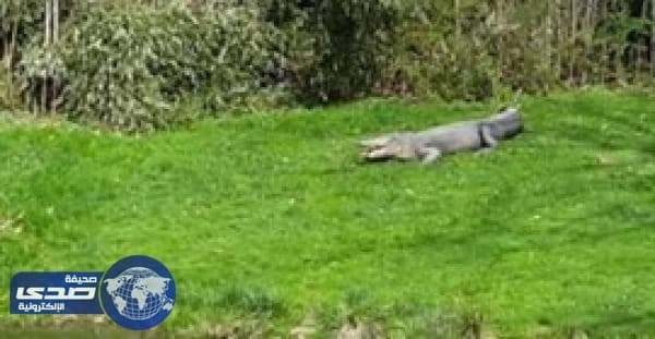 بالفيديو.. كلب شجاع يقفز بوجه تمساح
