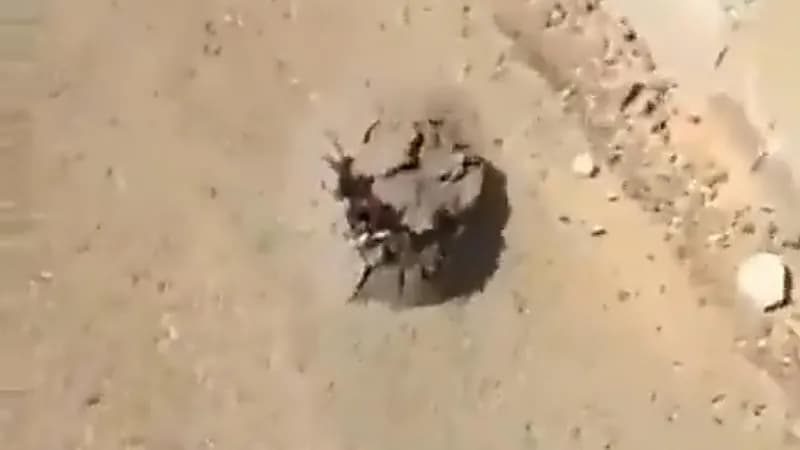 بالفيديو.. شاب يوثق لحظة عثوره على فقع في أحد الشوارع