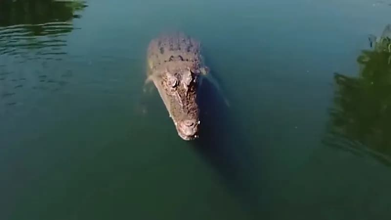 شاهد .. تمساح مفترس يقفز في الهواء ويبتلع طائرة