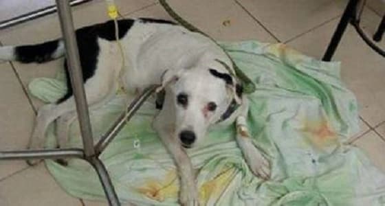 رجل يعتدي جنسيا على كلبة