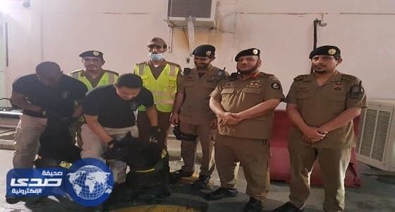  k9 تشارك قوات أمن العمرة للأسلحة والمتفجرات في تفتيش المركبات 