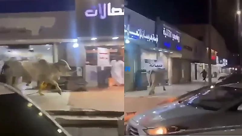 فيديو.. ثور هائج يهاجم المارة في تبوك