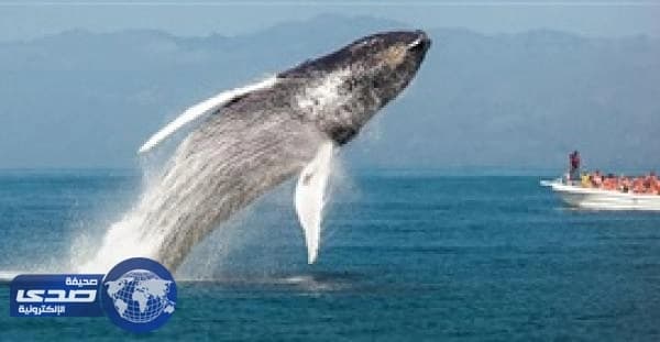 بالفيديو.. حيتان ضخمة تلهو بين الركاب