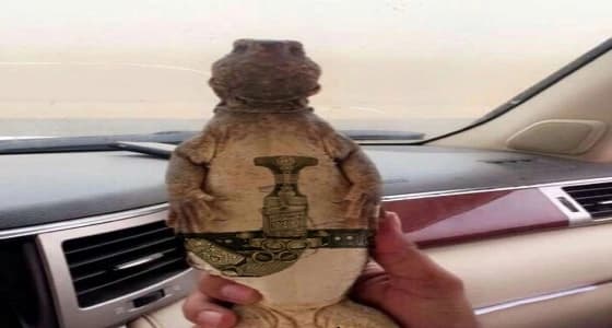 ضب بالجنبية في أبهى صورة