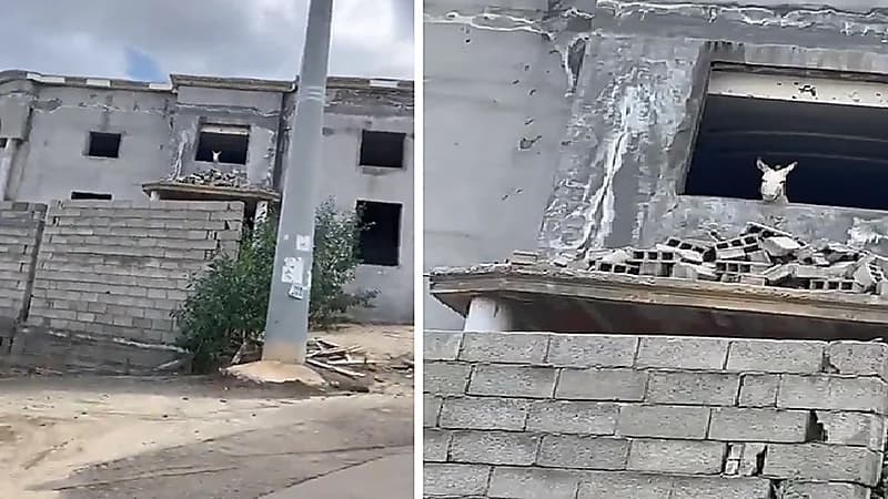 حمار يطل من نافذة منزل قيد الإنشاء .. فيديو