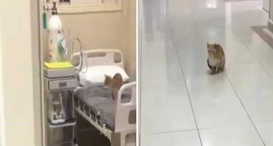 قطط سائبة تؤدي إلى إغلاق مجمع صحي برفحاء