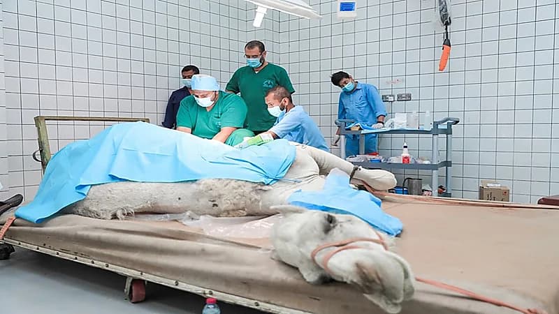 1.5 مليون متن من الإبل في المملكة مزوّدة بشريحة إلكترونية لتوثيق بياناتها