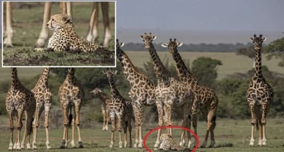 بالصور.. الكسل يخلق حالة سلام مدهشة بين زراف وأنثى فهد