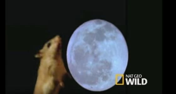 بالفيديو.. فأر صغير يعوي كالذئاب ويتغذى على الحيوانات الصغيرة