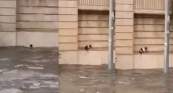 بالفيديو.. لحظة نجاة قطة من الغرق في مياه الأمطار بالدمام