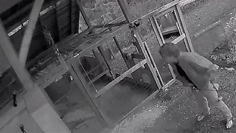 شاهد .. دب مخيف يفاجئ رجل وصديقته أمام حظيرة منزله