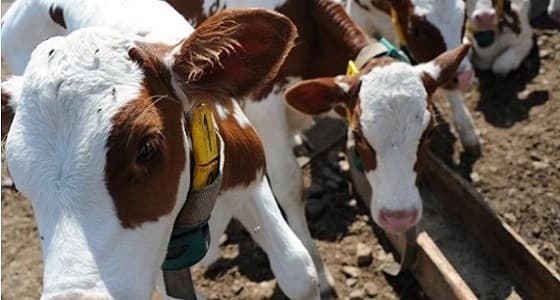 المملكة تدرس استيراد الحيوانات الحية من روسيا