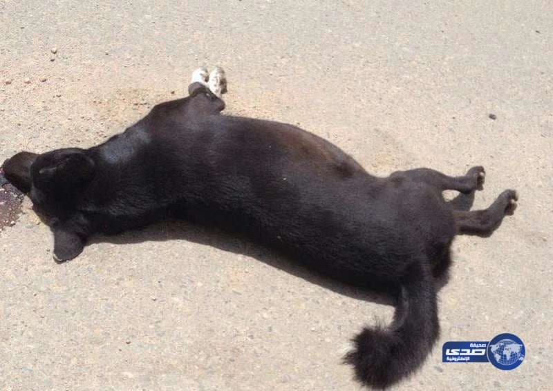 "أمانة الطائف " تتخلص من 138 كلبا ضالا وتزرع 1494 كبسولة