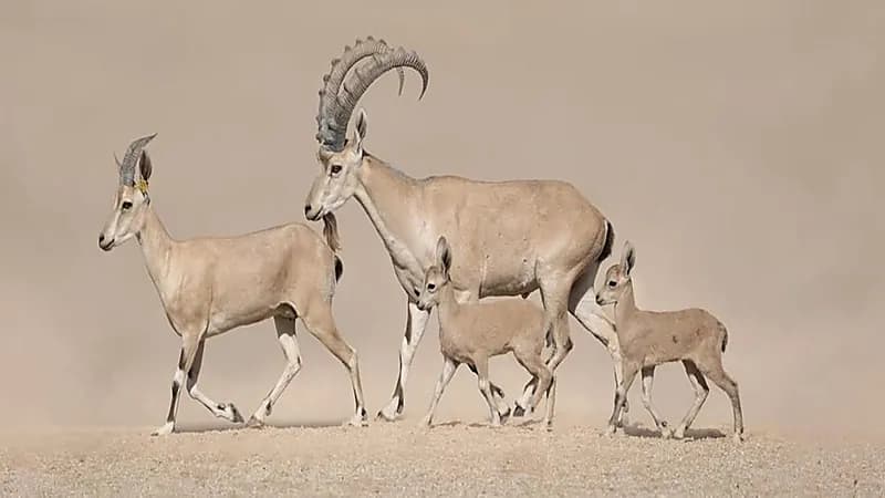 محمية الأمير محمد بن سلمان الملكية تحتفي بولادة أول وعلين نوبيين.. صور