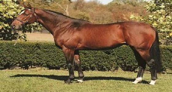 ثري سعودي يشتري فرسًا أمريكيًا بملايين