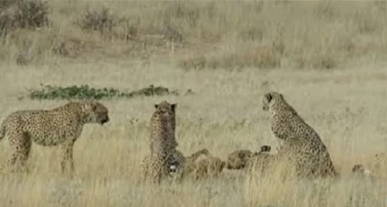 بالفيديو.. الغيرة تدفع 4 فهود لمهاجمة أنثى