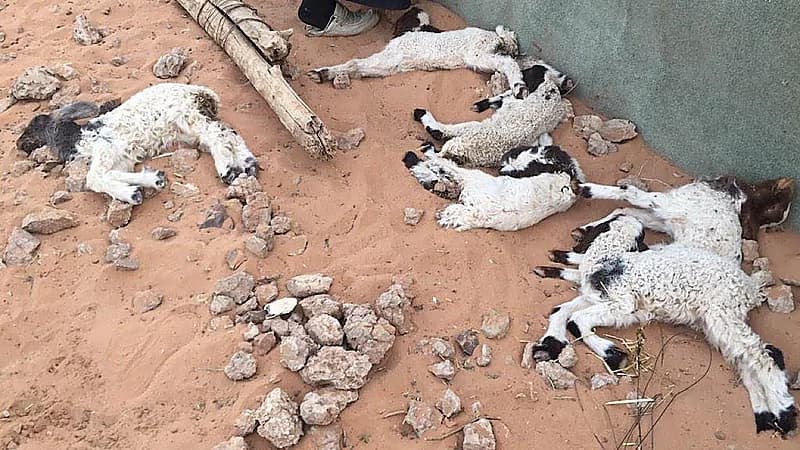 الحصيني: موجة برد 10 في شتاء هذا العام متوقعة من شبه قوية لـ قوية