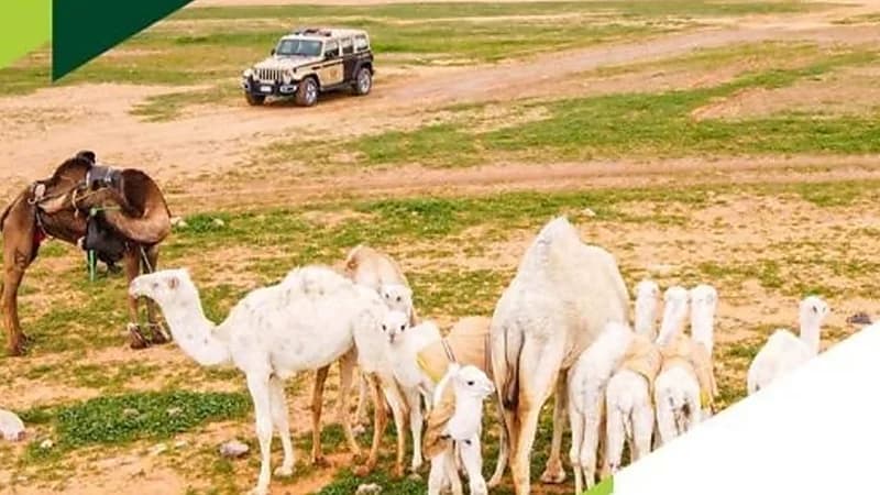 ضبط 45 مخالفًا لنظام البيئة لارتكابهم مخالفات رعي