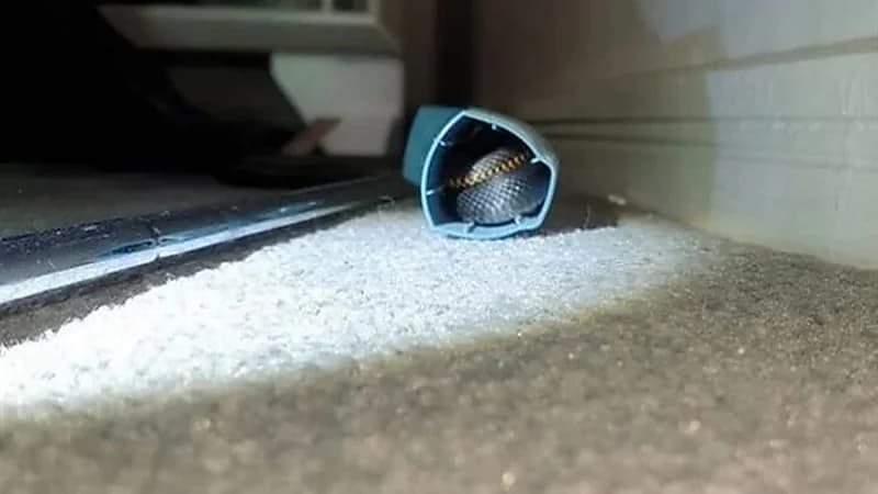 فتاة تتفاجأ بثعبان سام مختبئ داخل جهاز الاستنشاق الخاص بها