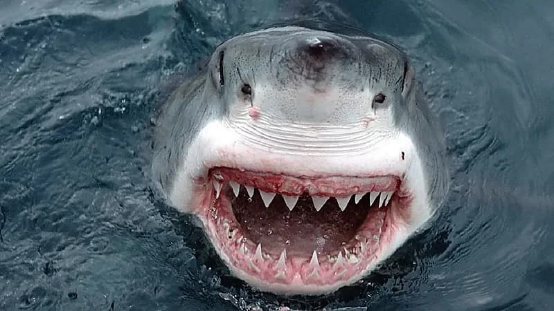 قرش ضخم يقتل راكب أمواج على شاطئ في سيدني