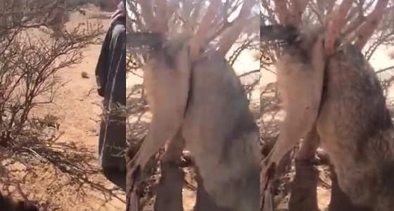 مواطن يتخلص من ذئب يفترس ماشيته بالفأس