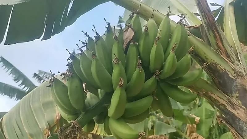 نوع نادر من" الموز" تشتهر به جبال الحشر بجازان
