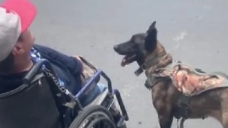 شاهد.. مقطع نبيل يوثّق ولاء كلب مخلص يعبر بصاحبه العاجز الطريق