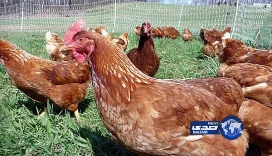 توزيع 12 مليون عبوة مياه زمزم وعصائر على ضيوف الرحمن