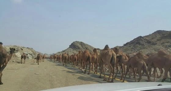 إبل سائبة تهدد بوقوع حوادث على طريق الطائف