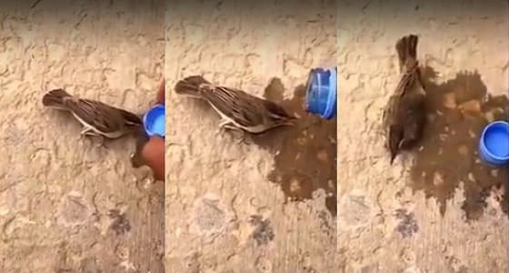 بالفيديو.. نهاية محزنة لعصفور يسقيه أحد الأشخاص