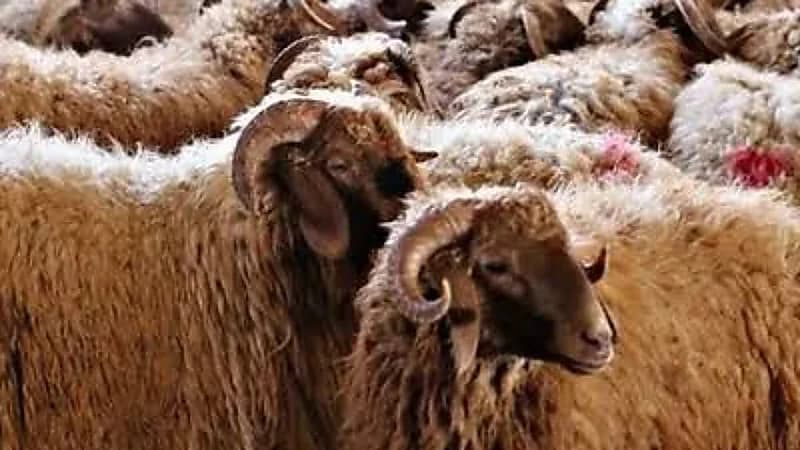 خبير مواشي يوضح علامات الأضحية السليمة وكيف تتجنب العيوب الشرعية.. فيديو