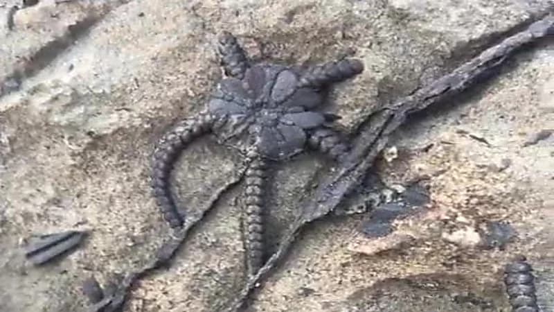 مواطن يعثر على أحافير بحرية قديمة خلال نزهة بجازان